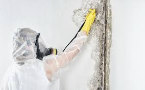 Best Environmental Consulting for Mold Prevention in Norwood, NY